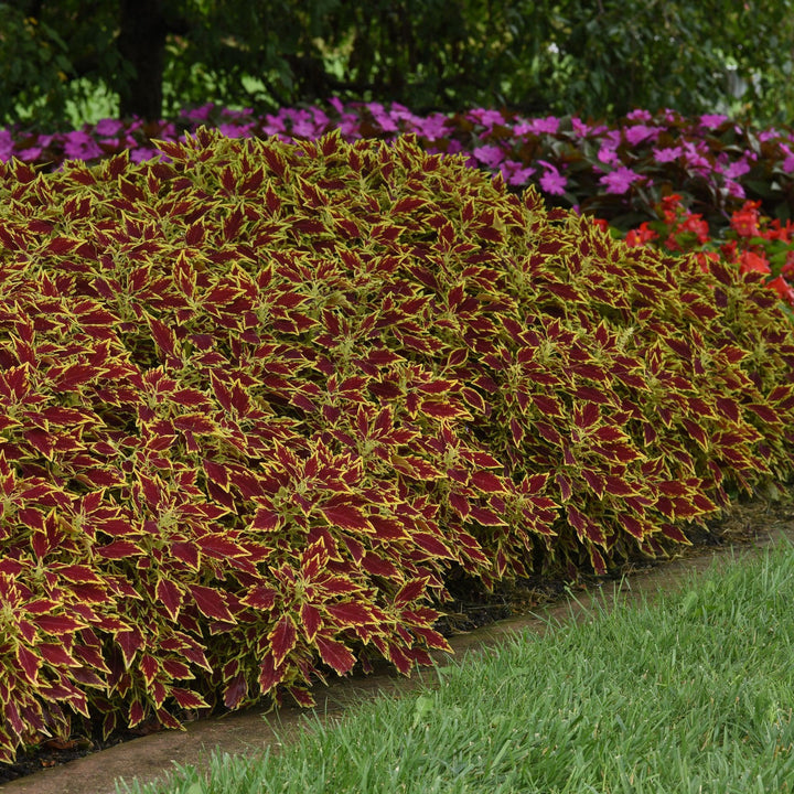 Solenostemon scutellarioides 'UF15-6-28’ ~ FlameThrower™ Serrano Coleus-ServeScape