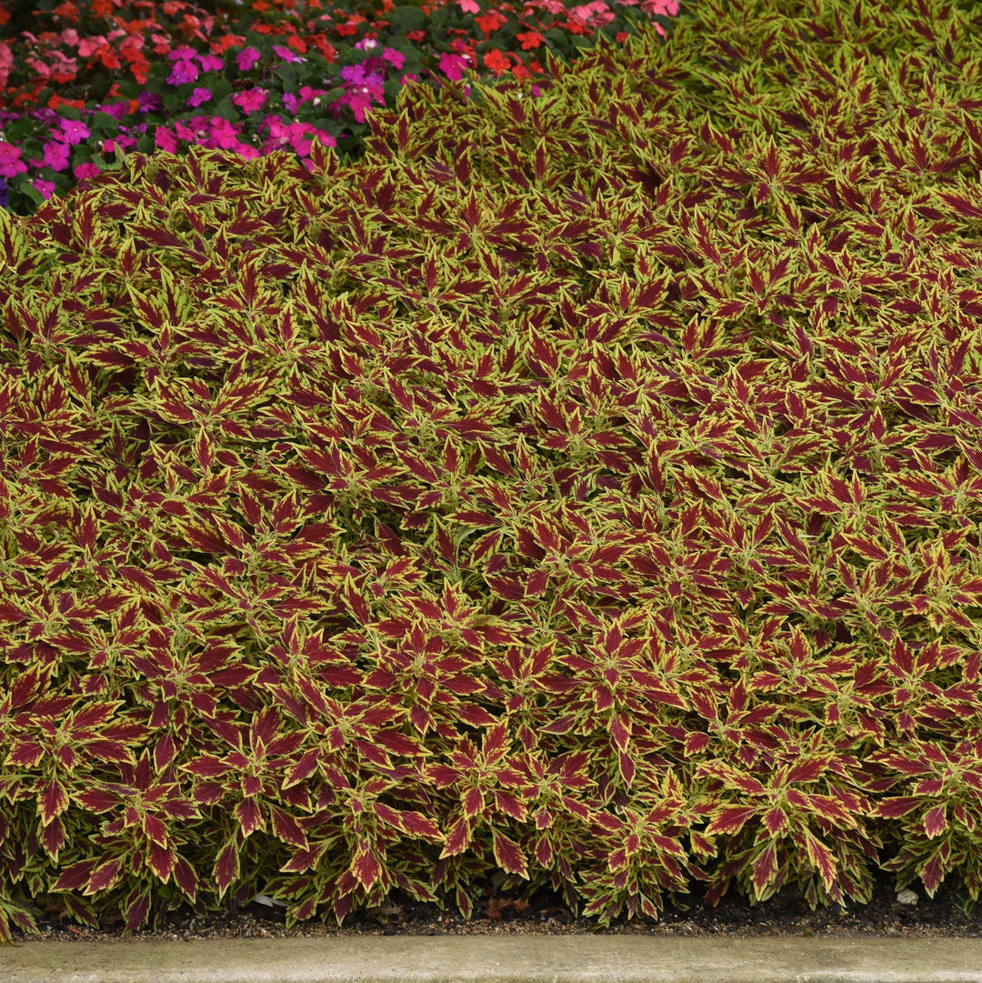 Solenostemon scutellarioides 'UF15-6-28’ ~ FlameThrower™ Serrano Coleus-ServeScape