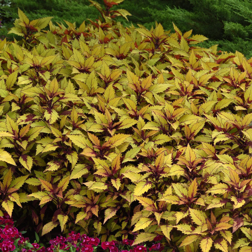 Solenostemon scutellarioides 'UF12-73-5’ ~ FlameThrower™ Spiced Curry Coleus-ServeScape