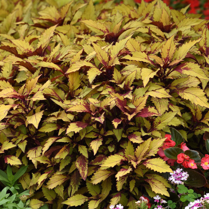 Solenostemon scutellarioides 'UF12-73-5’ ~ FlameThrower™ Spiced Curry Coleus-ServeScape