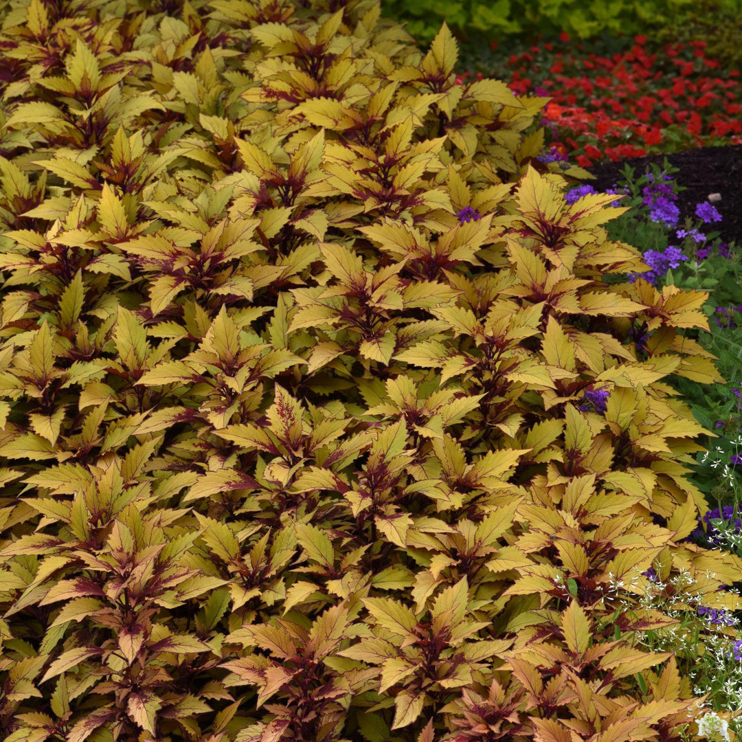 Solenostemon scutellarioides 'UF12-73-5’ ~ FlameThrower™ Spiced Curry Coleus-ServeScape
