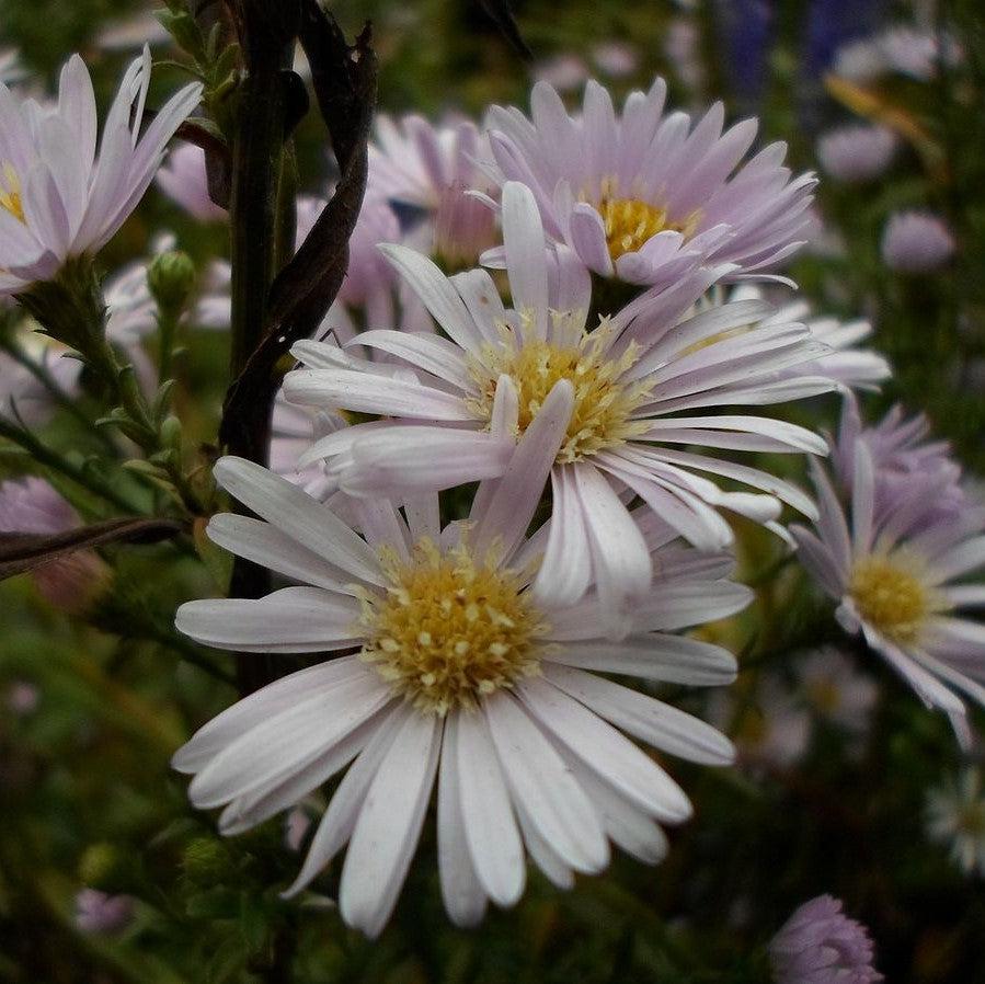 Aster novae-angliae 'Kickin Pink Chiffon'~ Kickin® Pink Chiffon New England Aster-ServeScape