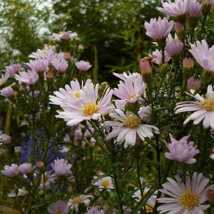 Aster novae-angliae 'Kickin Pink Chiffon'~ Kickin® Pink Chiffon New England Aster-ServeScape