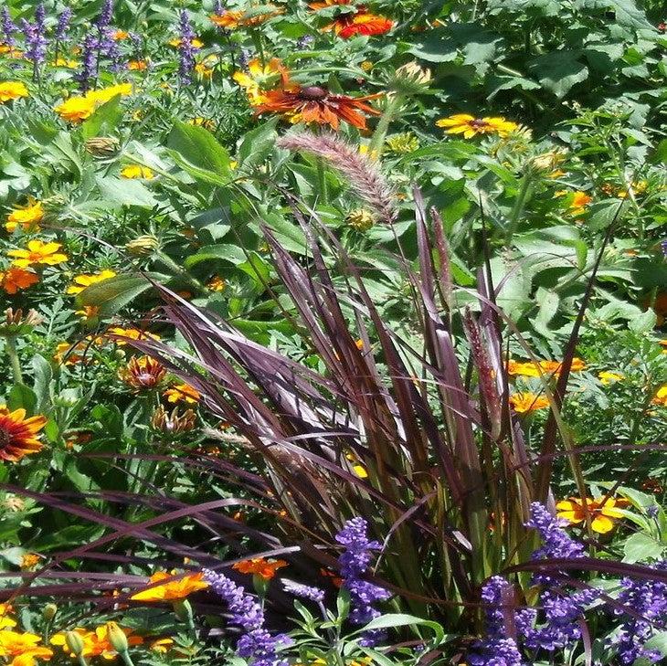 Pennisetum purpureum 'Princess Caroline' ~ Princess Caropline Napier Grass-ServeScape