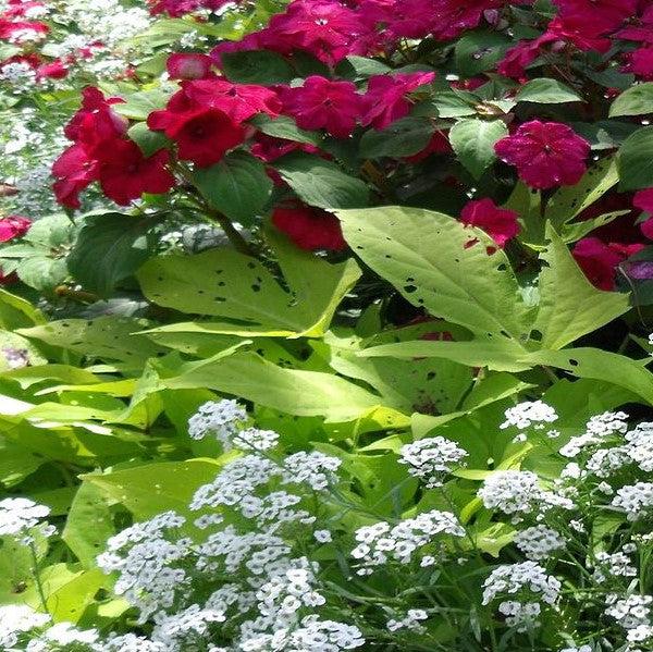 Ipomoea batatas 'Margie Compact' ~ Margie Compact Sweet Potato-ServeScape