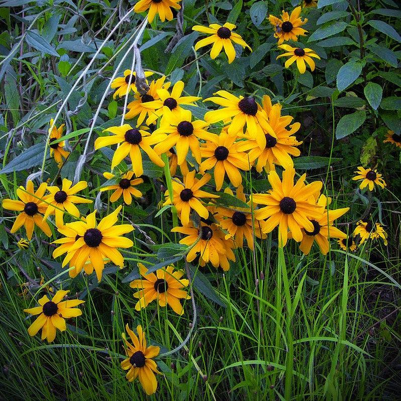 Rudbeckia hirta ~ Black-Eyed Susan-ServeScape