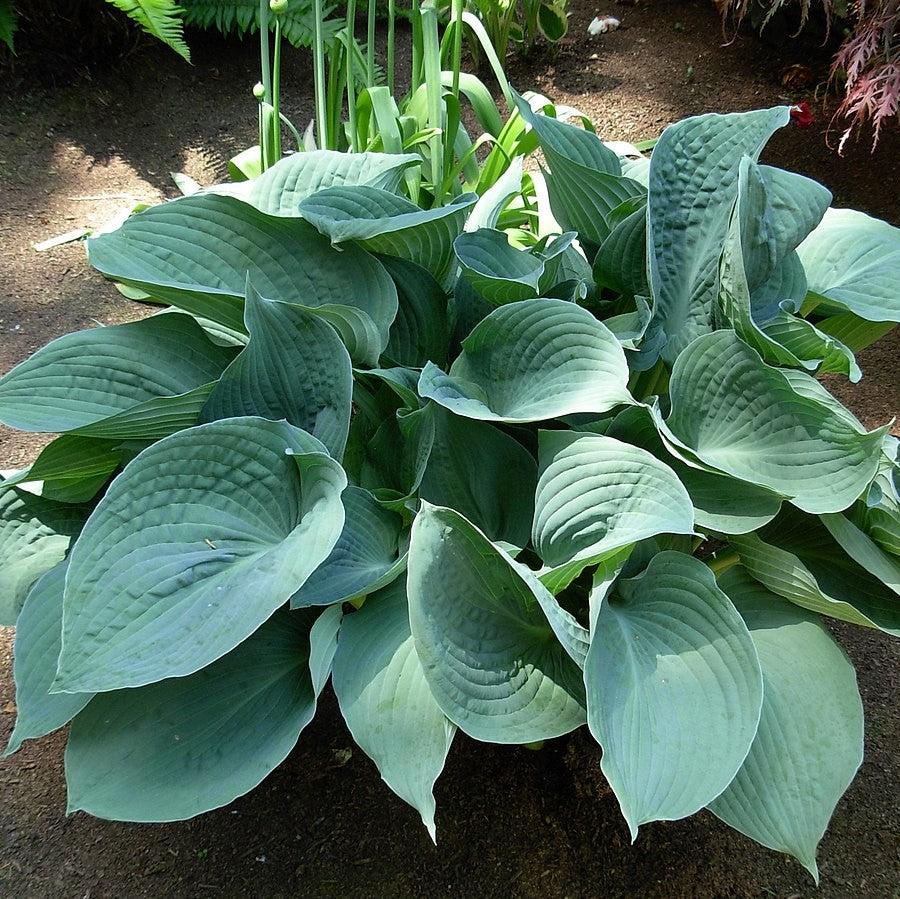 Hosta 'Blue Hawaii' ~ Blue Hawaii Hosta-ServeScape