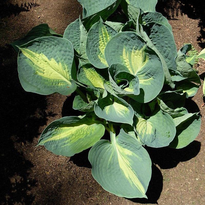 Hosta 'Dream Weaver' ~ Dream Weaver Hosta-ServeScape