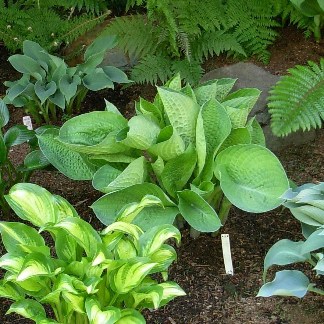 Hosta x 'Abiqua Drinking Gourd' ~ Abiqua Drinking Gourd Hosta-ServeScape