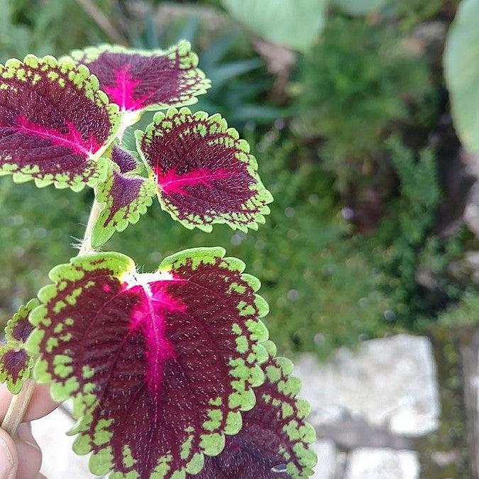 Solenostemon scutellariodes 'Iguazu'' ~ Great Falls™ Iguazu Coleus-ServeScape