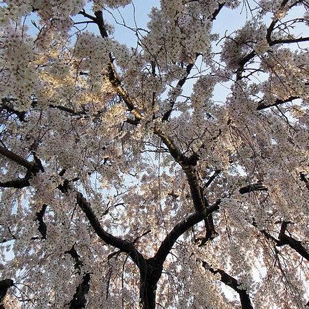 Prunus x yedoensis 'Pendula' ~ Weeping Yoshino Cherry, White-ServeScape