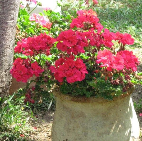 Pelargonium × hortorum 'Rocky Mountain Violet' ~ Rocky Mountain™ Violet Zonal Geranium-ServeScape