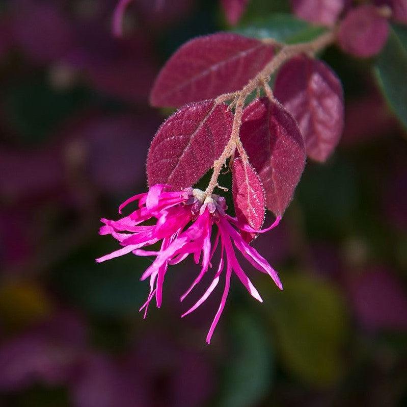 Loropetalum chinense var. rubrum 'PIILC-I' PP25,534 ~ First Editions® Crimson Fire™ Fringe Flower-ServeScape