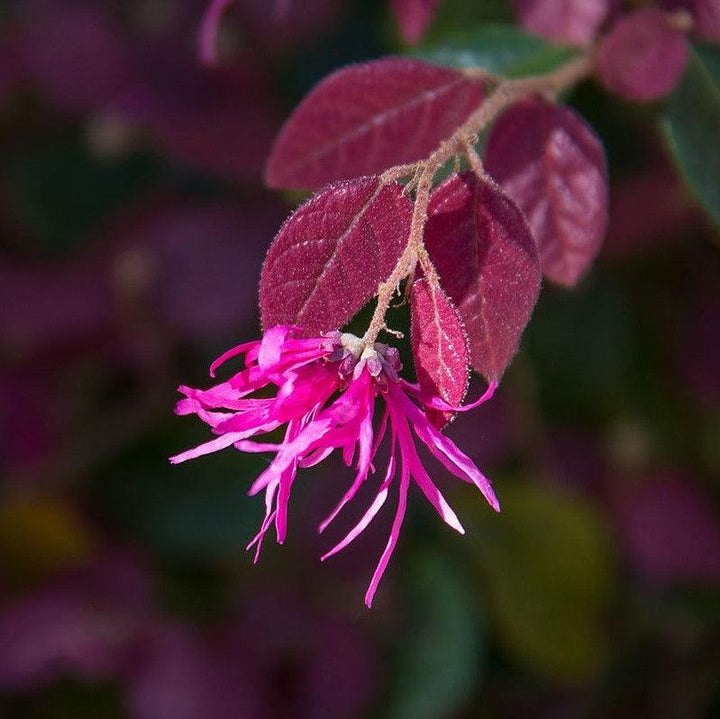 Loropetalum chinense var. rubrum 'PIILC-I' PP25,534 ~ First Editions® Crimson Fire™ Fringe Flower-ServeScape