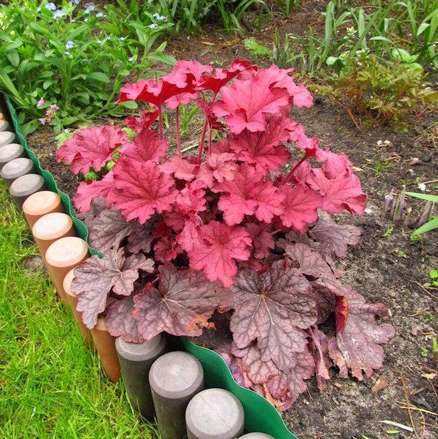Heuchera 'Carnival Watermelon' ~ Carnival Watermelon Coral Bells-ServeScape