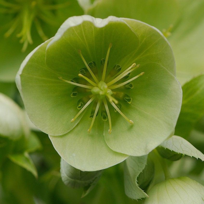 Helleborus x nigercors 'Snow Love' ~ Winter Magic™ Snow Love Lenten Rose-ServeScape