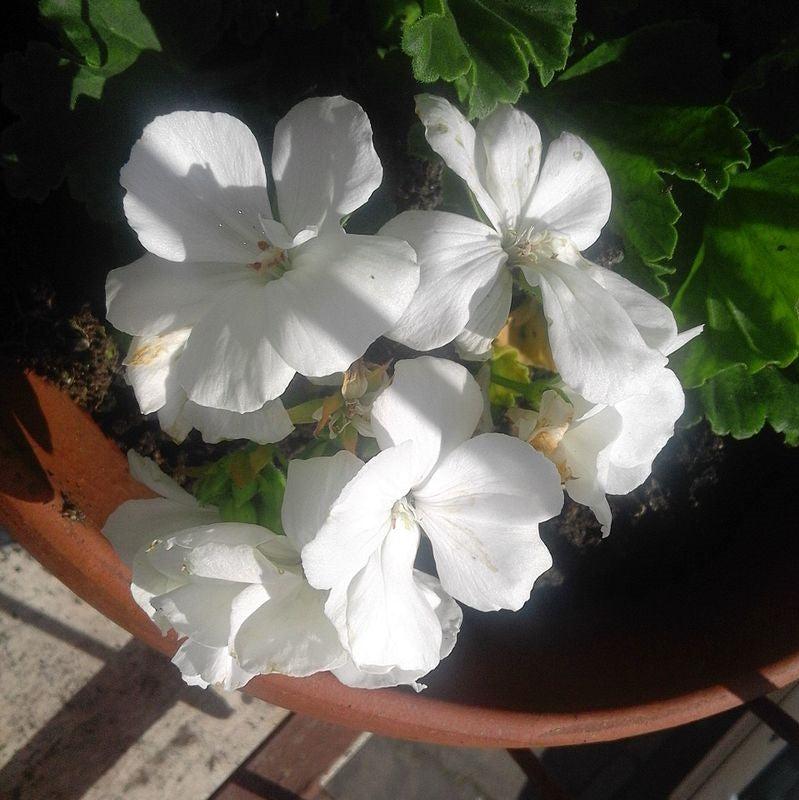 Pelargonium × hortorum 'Rocky Mountain White' ~ Rocky Mountain™ White Zonal Geranium-ServeScape