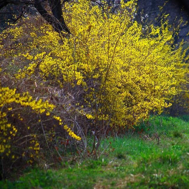 Forsythia ~ Forsythia-ServeScape