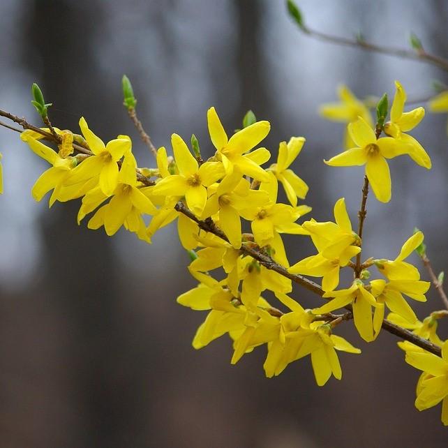 Forsythia ~ Forsythia-ServeScape