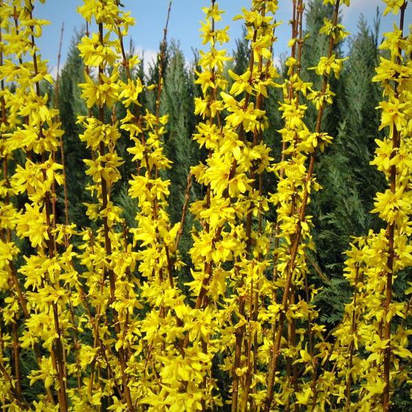 Forsythia ~ Forsythia - Delivered By ServeScape