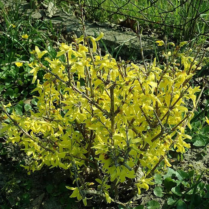 Forsythia x intermedia 'Lynwood Gold' ~ Lynwood Gold Forsythia-ServeScape