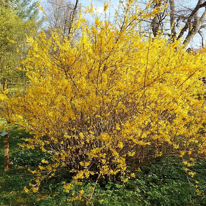 Forsythia x intermedia 'Lynwood Gold' ~ Lynwood Gold Forsythia-ServeScape