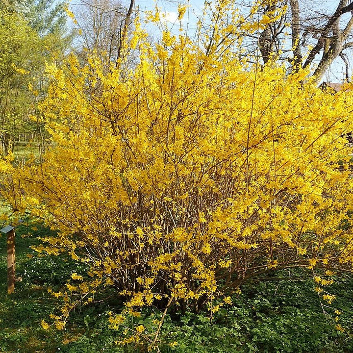 Forsythia x intermedia 'Lynwood Gold' ~ Lynwood Gold Forsythia-ServeScape