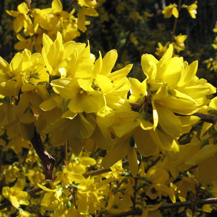 Forsythia x intermedia 'Spectabilis' ~ Showy Border™ Forsythia-ServeScape