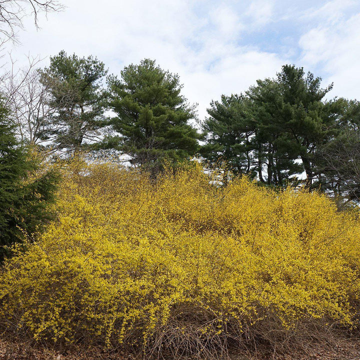 Forsythia x intermedia 'Spectabilis' ~ Showy Border™ Forsythia-ServeScape