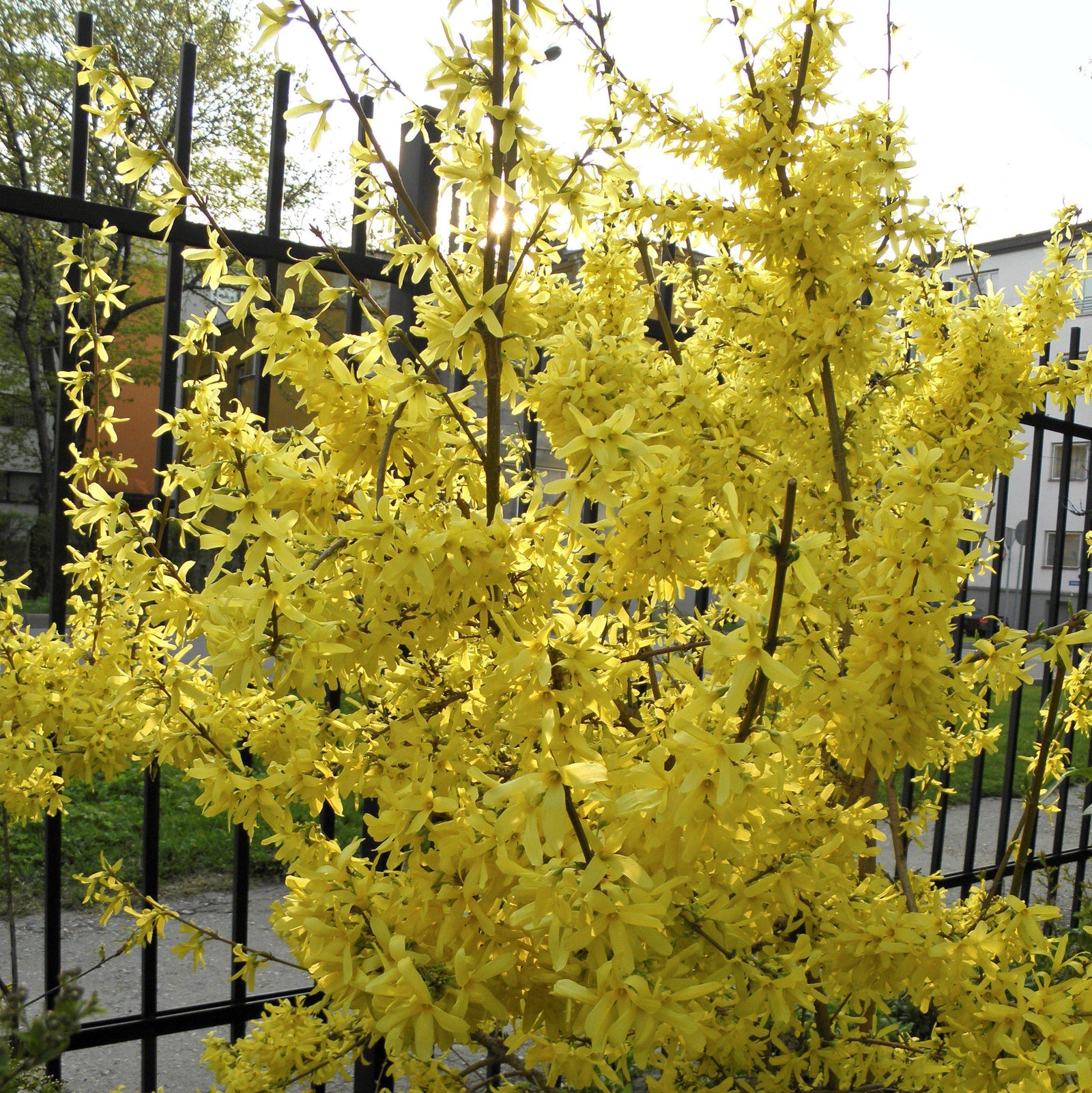 Forsythia x intermedia 'Spectabilis' ~ Showy Border™ Forsythia-ServeScape