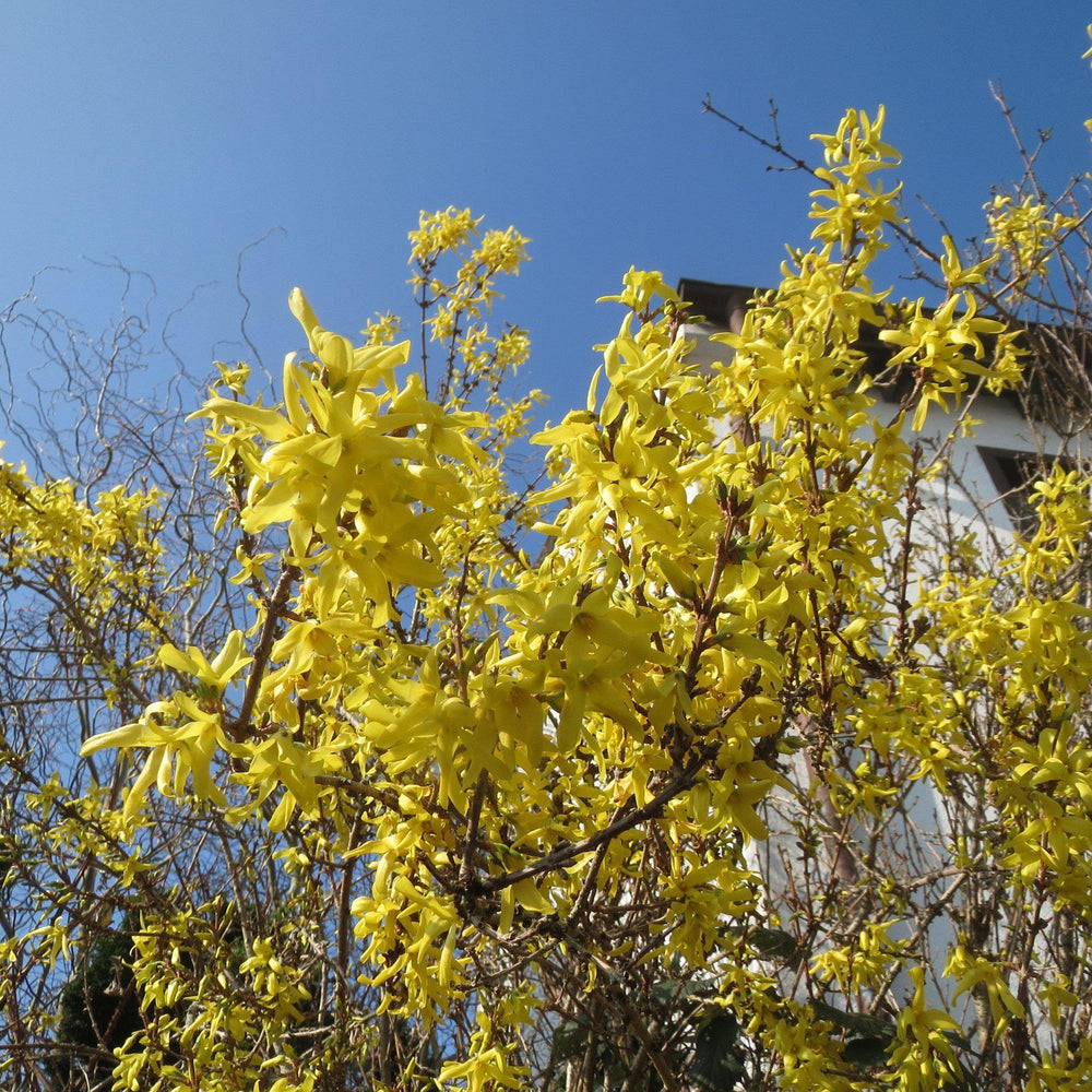 Forsythia x intermedia 'Spring Glory' ~ Spring Glory Forsythia-ServeScape