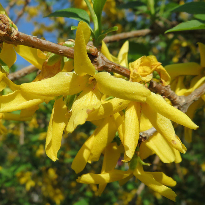 Forsythia x intermedia 'Spring Glory' ~ Spring Glory Forsythia-ServeScape
