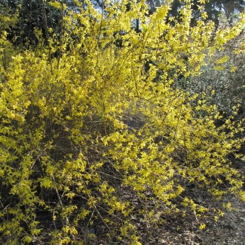 Forsythia x intermedia 'Spring Glory' ~ Spring Glory Forsythia - Delivered By ServeScape