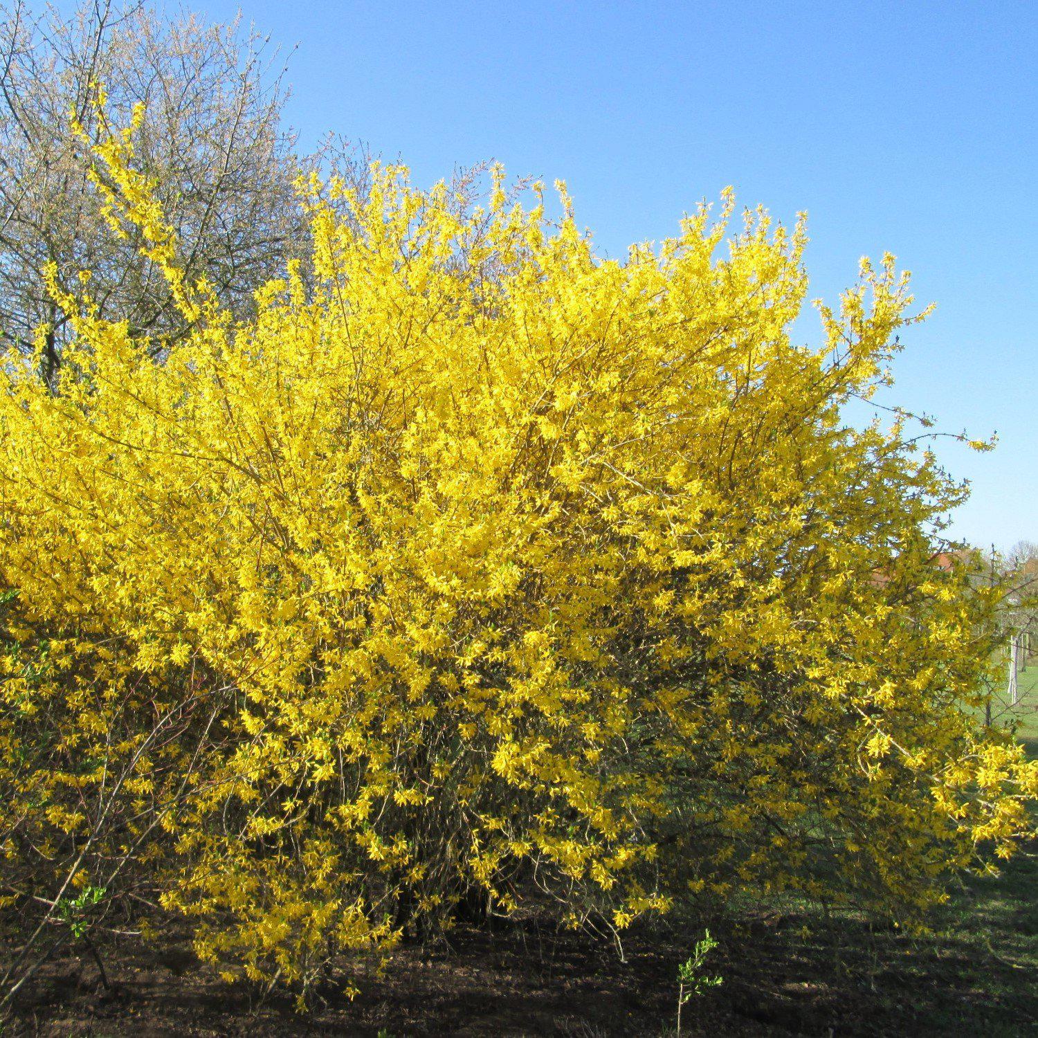 Forsythia x intermedia 'Spring Glory' ~ Spring Glory Forsythia-ServeScape
