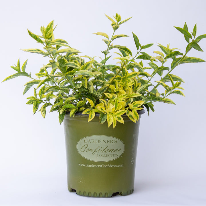 Forsythia x 'MNICHI01' ~ Believe It Or Not® Forsythia-ServeScape