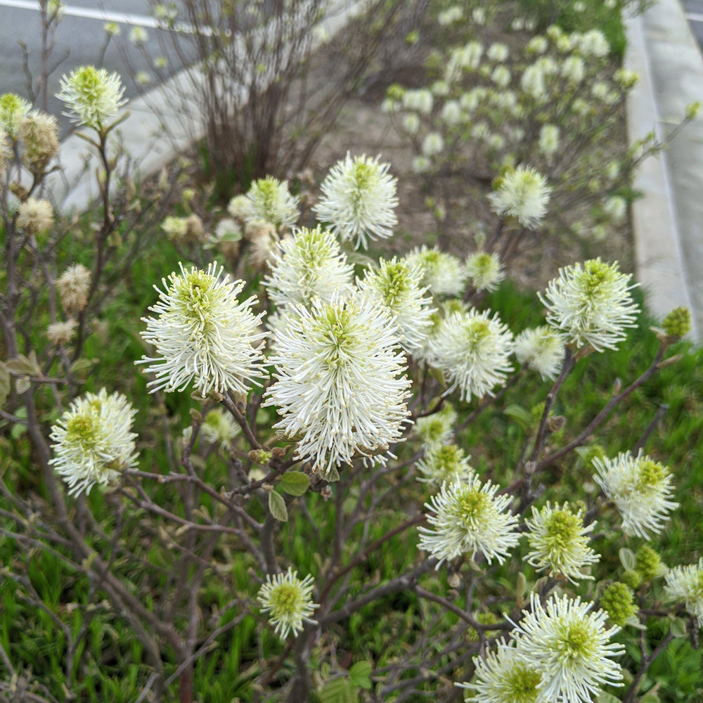 Fothergilla 'Mount Airy' ~ Mount Airy Fothergilla - Delivered By ServeScape