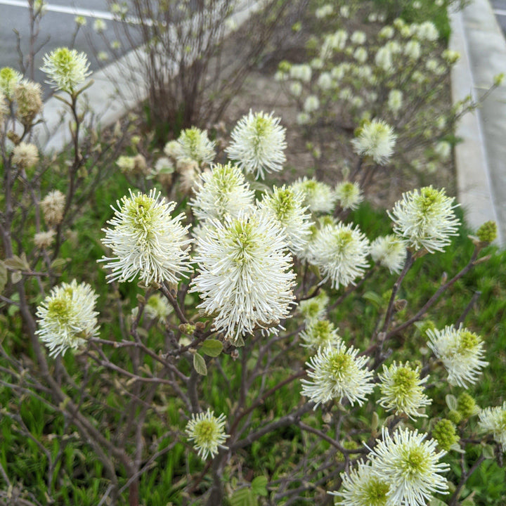 Fothergilla 'Mount Airy' ~ Mount Airy Fothergilla - Delivered By ServeScape