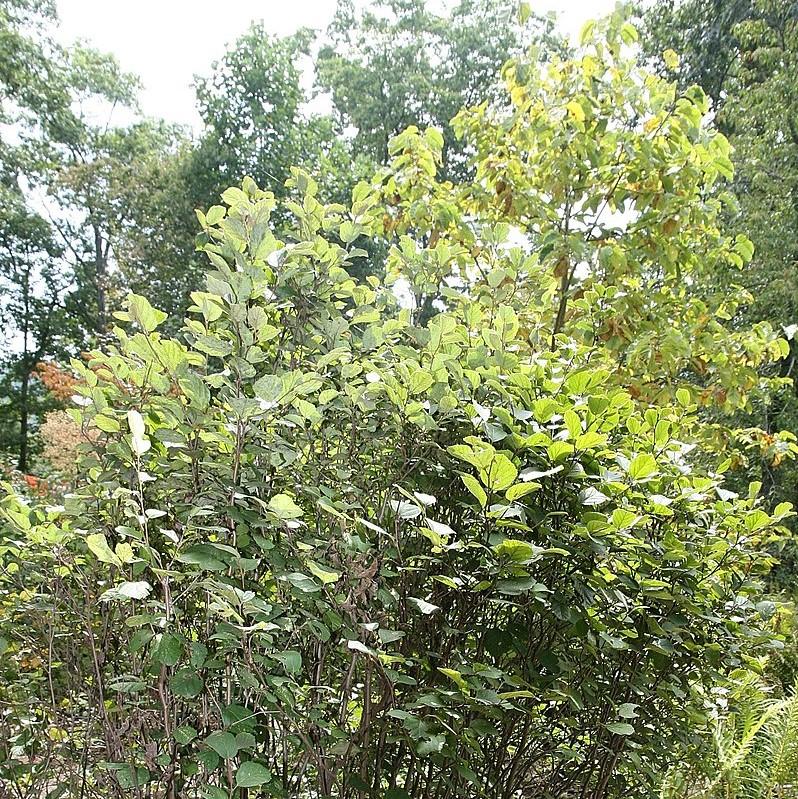 Fothergilla 'Mount Airy' ~ Mount Airy Fothergilla-ServeScape