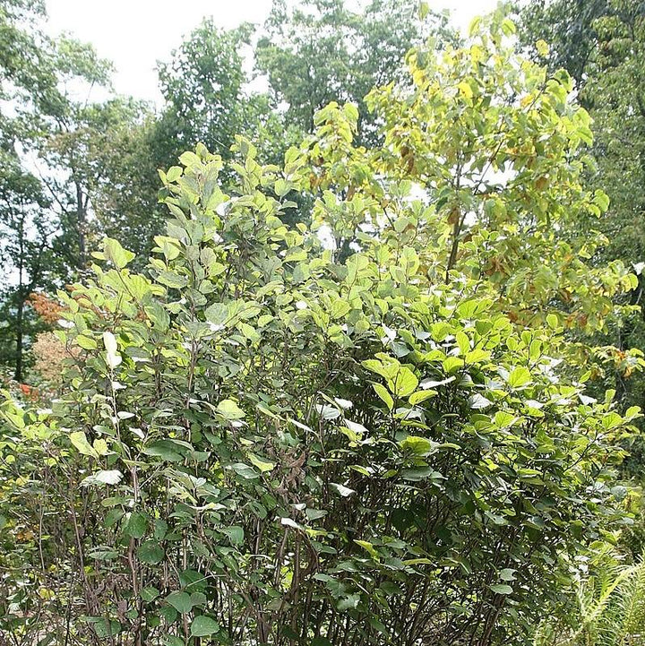 Fothergilla 'Mount Airy' ~ Mount Airy Fothergilla-ServeScape