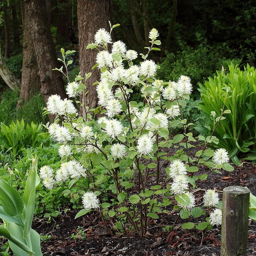 Fothergilla 'Mount Airy' ~ Mount Airy Fothergilla-ServeScape