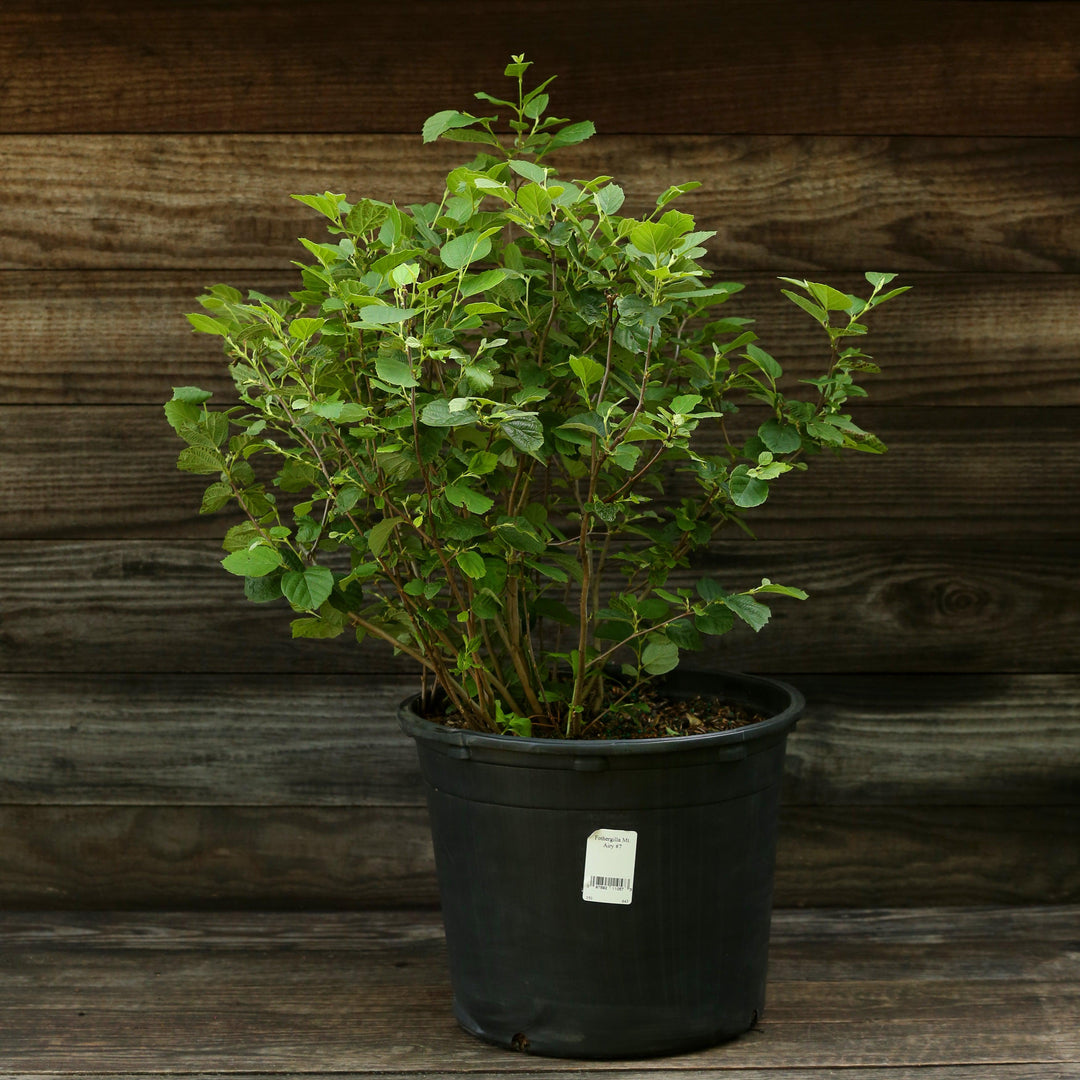 Fothergilla 'Mount Airy' ~ Mount Airy Fothergilla-ServeScape