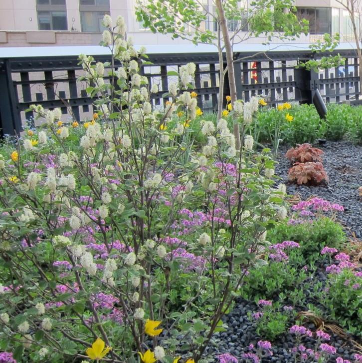 Fothergilla gardenii ~ Fothergilla-ServeScape