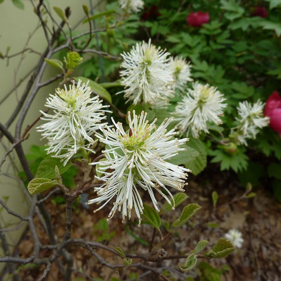 Fothergilla gardenii ~ Fothergilla-ServeScape
