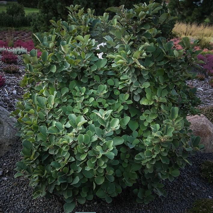 Fothergilla gardenii ~ Fothergilla-ServeScape