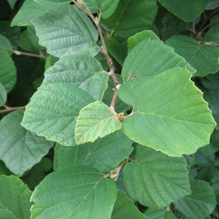 Fothergilla gardenii ~ Fothergilla-ServeScape