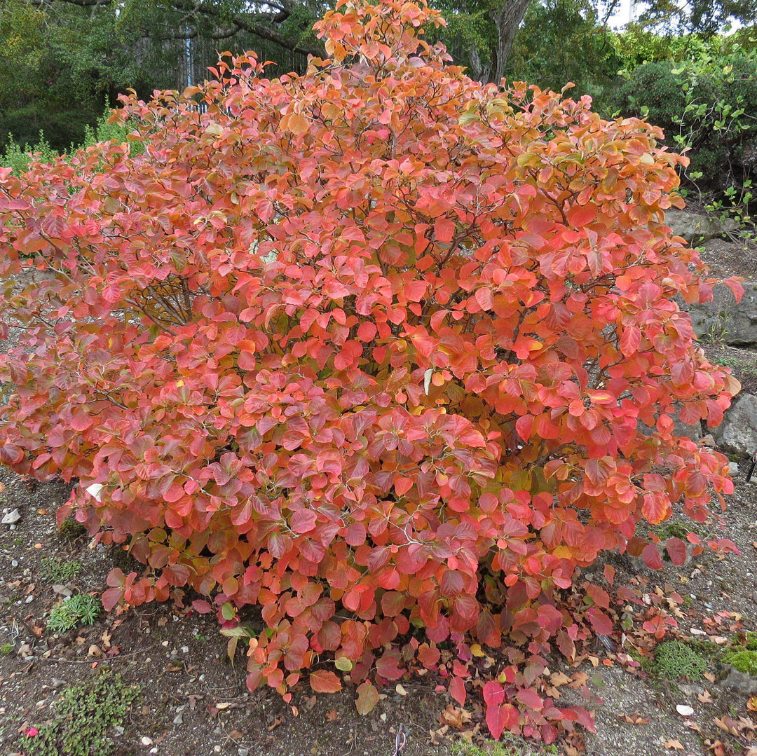 Fothergilla gardenii ~ Fothergilla-ServeScape