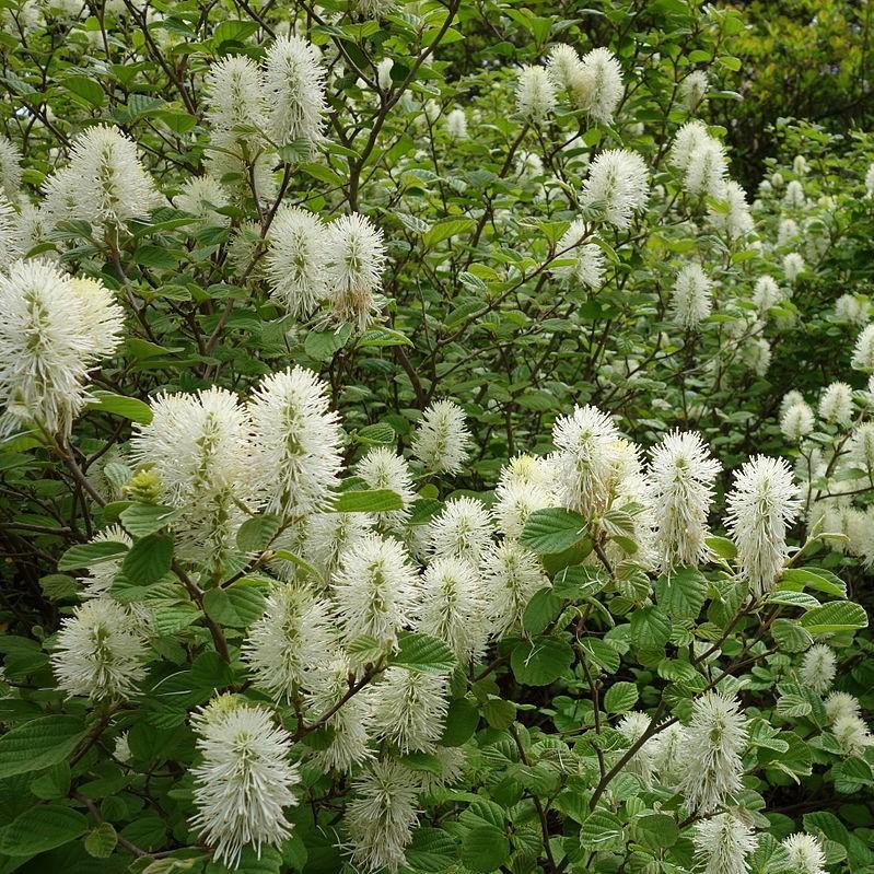 Fothergilla gardenii ~ Fothergilla-ServeScape