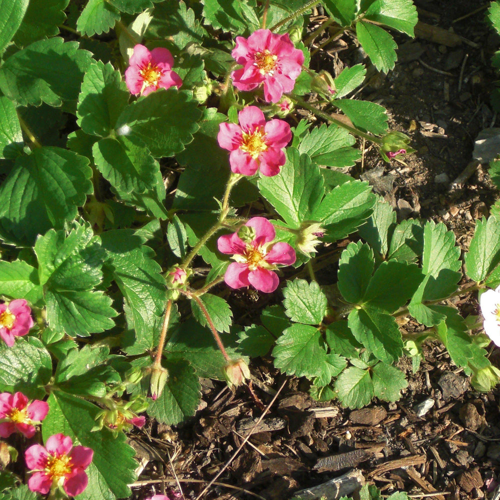 Fragaria x 'Lipstick' ~ Lipstick Ornamental Strawberry-ServeScape