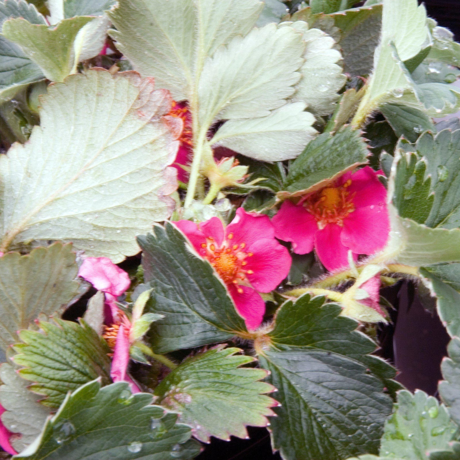 Fragaria x 'Lipstick' - Delivered By ServeScape