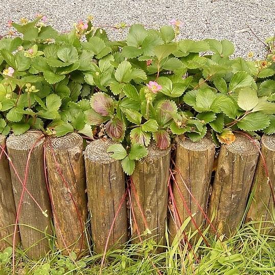 Fragaria x 'Pink Panda' ~ Pink Panda Ornamental Strawberry-ServeScape